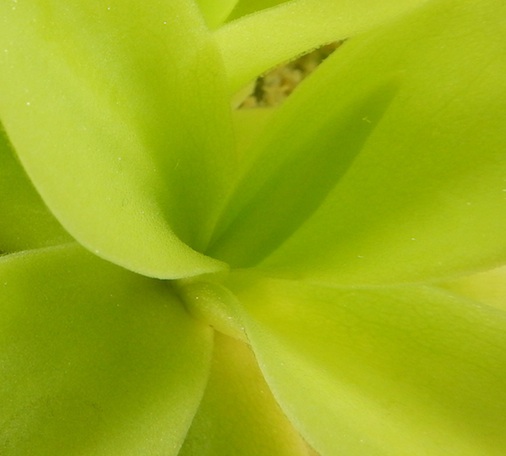 Pinguicula gigantea White