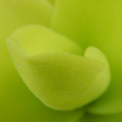 Pinguicula gigantea Light Purple