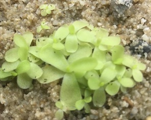 Pinguicula gigantea - Seed Grown