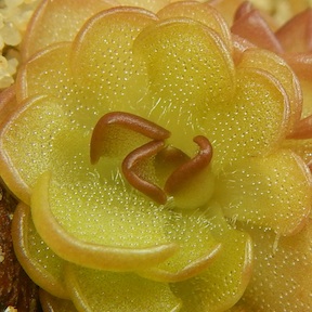 Pinguicula gracilis - Sierra de las Mitras, Nuevo Leon, Mexico