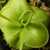 Pinguicula hemiepiphytica - Ixtlan de Juarez, Oaxaca, Mexico