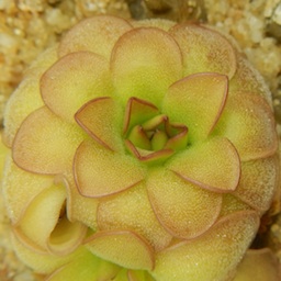 Pinguicula laueana - CP3