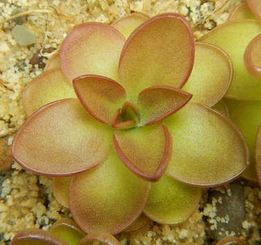 Pinguicula laueana - Sierra Mixe, Oaxaca, Mexico