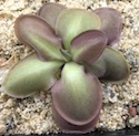 Pinguicula lautner 92/52