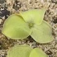 Pinguicula macrophylla