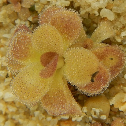 Pinguicula martinezii - Llano Chiquito, Queretaro, Mexico