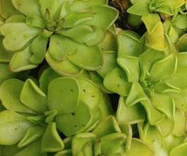 Pinguicula mirandae - Tehuacan, Oaxaca, Mexico (1802m altitude)