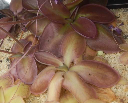 Pinguicula moranensis - Santa Catarina Juquila, Oaxaca, Mexico (2077m altitude)