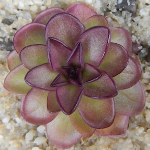 Pinguicula potosiensis - Aguacatal, San Luis Potosi, Mexico