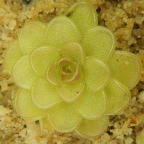 Pinguicula reticulata - Aramberi, Nuevo Leon, Mexico