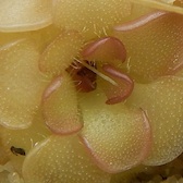 Pinguicula rotundiflora