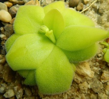 Pinguicula sumidero