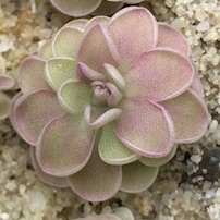 Pinguicula spec. Tehuacan - Tehuacan, Puebla, Mexico